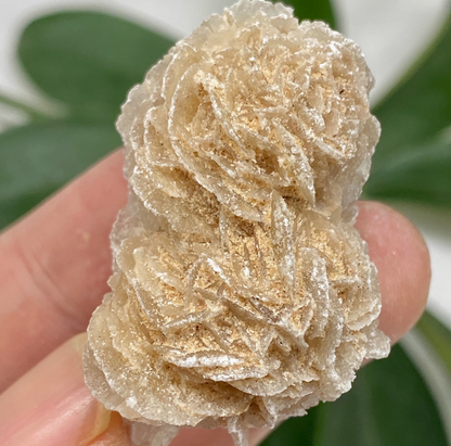 Mexican desert rose mineral standard