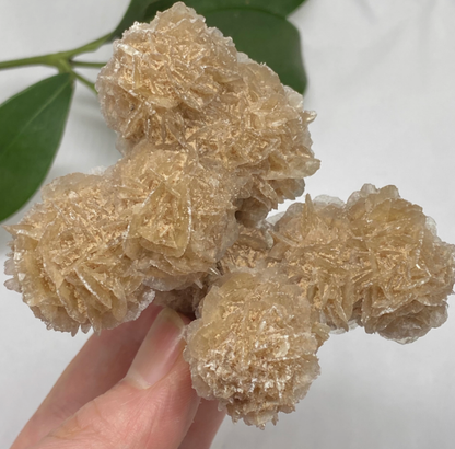 Mexican desert rose mineral standard