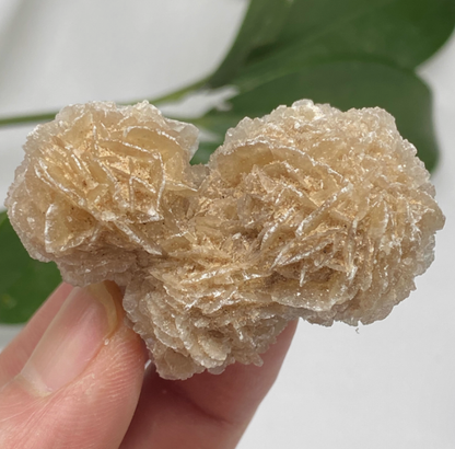 Mexican desert rose mineral standard